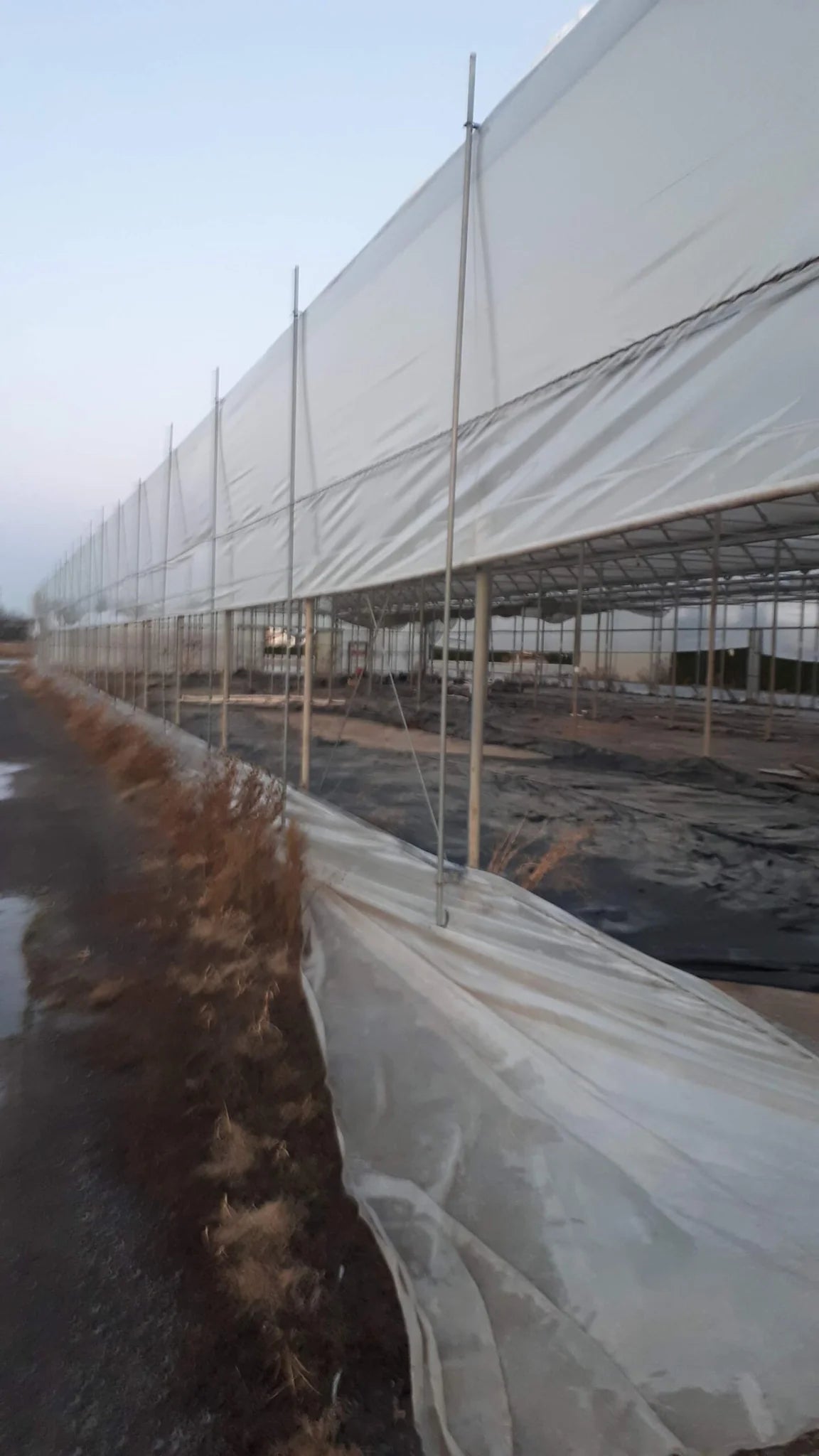 Greenhouse Structures (Used)